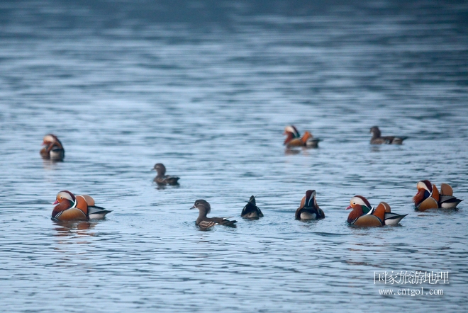 進(jìn)入初冬，大批野生鴛鴦陸續(xù)飛抵江西婺源縣賦春鎮(zhèn)鴛鴦湖越冬，小精靈們在湖面上或相互依偎、卿卿我我；或隨波逐流、嬉戲打鬧，悠閑自在生活在青山綠水之間，優(yōu)良的水域和豐富的湖畔闊葉林，為鴛鴦過冬提供良好生存環(huán)境，婺源鴛鴦湖已成為亞洲最大的野生鴛鴦越冬棲息地。（攝于12月4日下午）