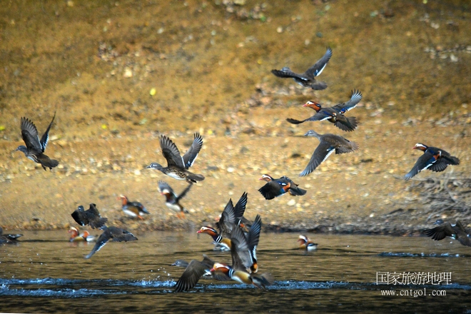 進(jìn)入初冬，大批野生鴛鴦陸續(xù)飛抵江西婺源縣賦春鎮(zhèn)鴛鴦湖越冬，小精靈們在湖面上或相互依偎、卿卿我我；或隨波逐流、嬉戲打鬧，悠閑自在生活在青山綠水之間，優(yōu)良的水域和豐富的湖畔闊葉林，為鴛鴦過冬提供良好生存環(huán)境，婺源鴛鴦湖已成為亞洲最大的野生鴛鴦越冬棲息地。（攝于12月4日下午）