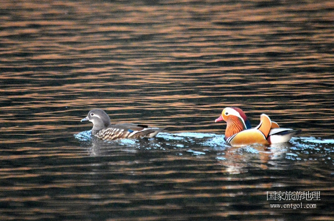 進(jìn)入初冬，大批野生鴛鴦陸續(xù)飛抵江西婺源縣賦春鎮(zhèn)鴛鴦湖越冬，小精靈們在湖面上或相互依偎、卿卿我我；或隨波逐流、嬉戲打鬧，悠閑自在生活在青山綠水之間，優(yōu)良的水域和豐富的湖畔闊葉林，為鴛鴦過冬提供良好生存環(huán)境，婺源鴛鴦湖已成為亞洲最大的野生鴛鴦越冬棲息地。（攝于12月4日下午）
